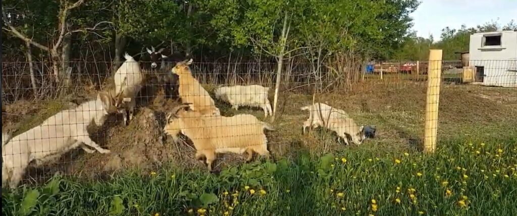 Town of Goderich Using Goat Grazing to Treat Invasive Vegetation