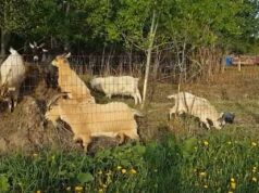 Town of Goderich Using Goat Grazing to Treat Invasive Vegetation