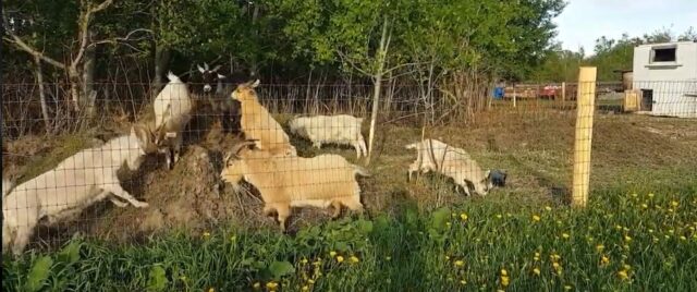 farm goats