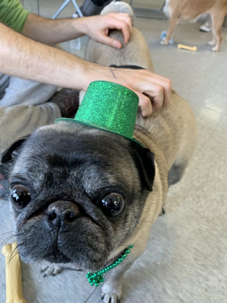 Goderich Dog Tag Licences Expiring