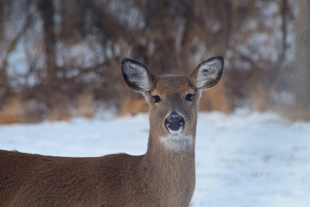 Oh deer: 48 collisions with white-tails in South Bruce this month