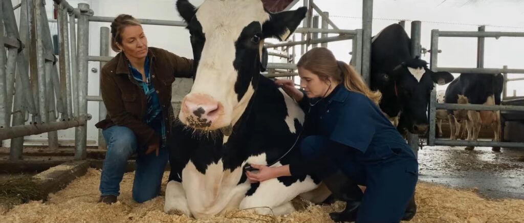 Dairy Day underway at Grey-Bruce Farmers Week