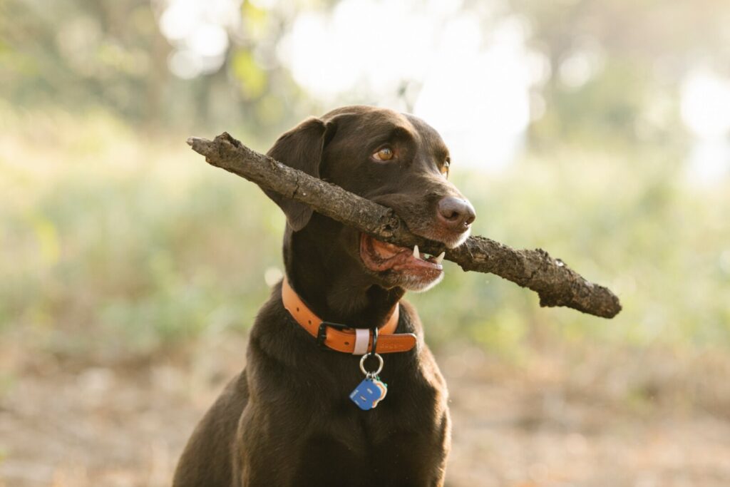 Lifetime dog tags implemented in Central Huron