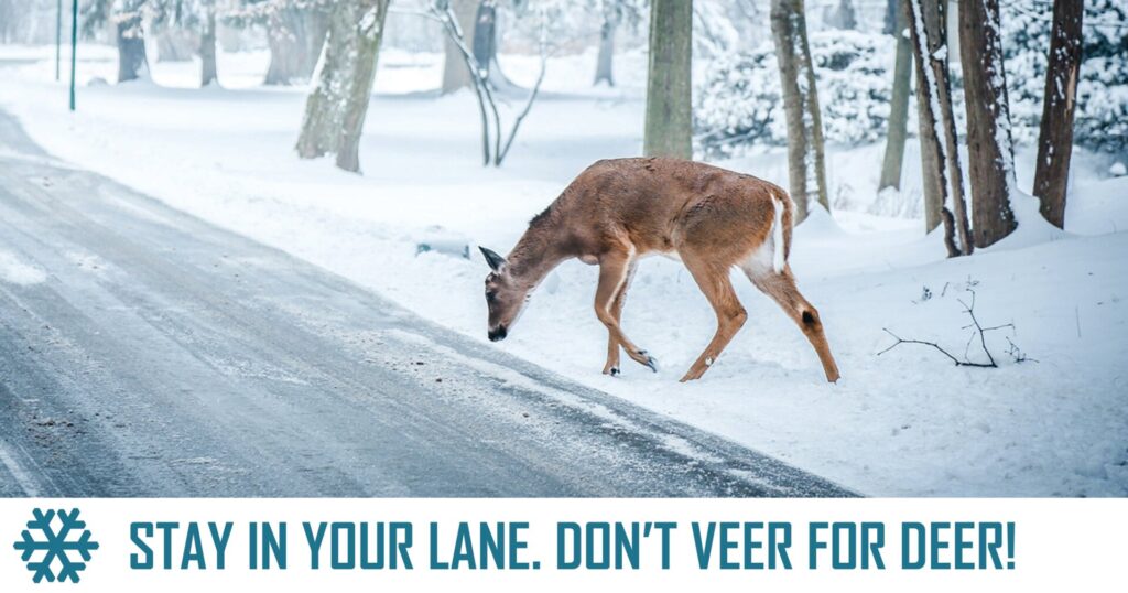 Bruce County shares Winter Road Safety Tip about Encountering Animals on Roadways