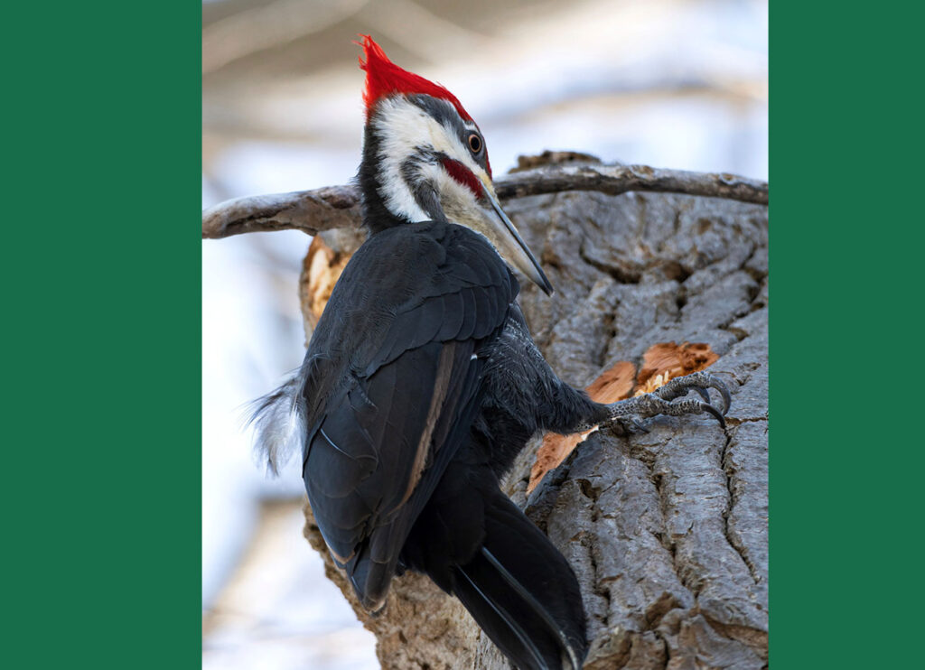 Ausable Bayfield Conservation share that today is World Wildlife Day