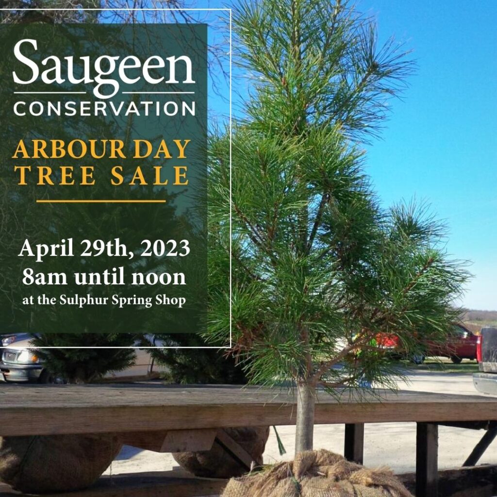 Saugeen Conversation set to hold Annual Arbour Day Tree Sale Apr. 29th