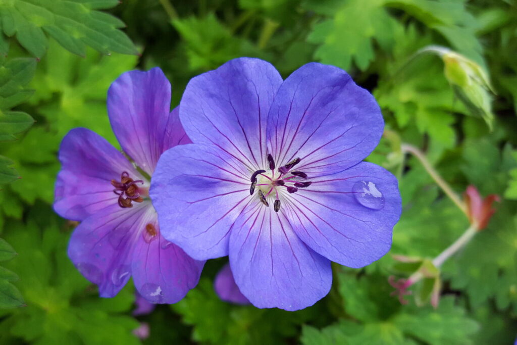 Kincardine Hospital Auxiliary sees return of Geranium Sale at Canadian Tire May 4th to 8th