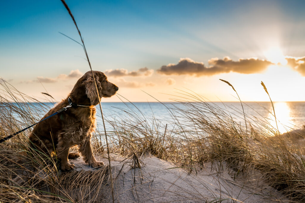 Saugeen Shores opens Survey on possible Expansion of areas for Year-Round Access for Dogs along Waterfront