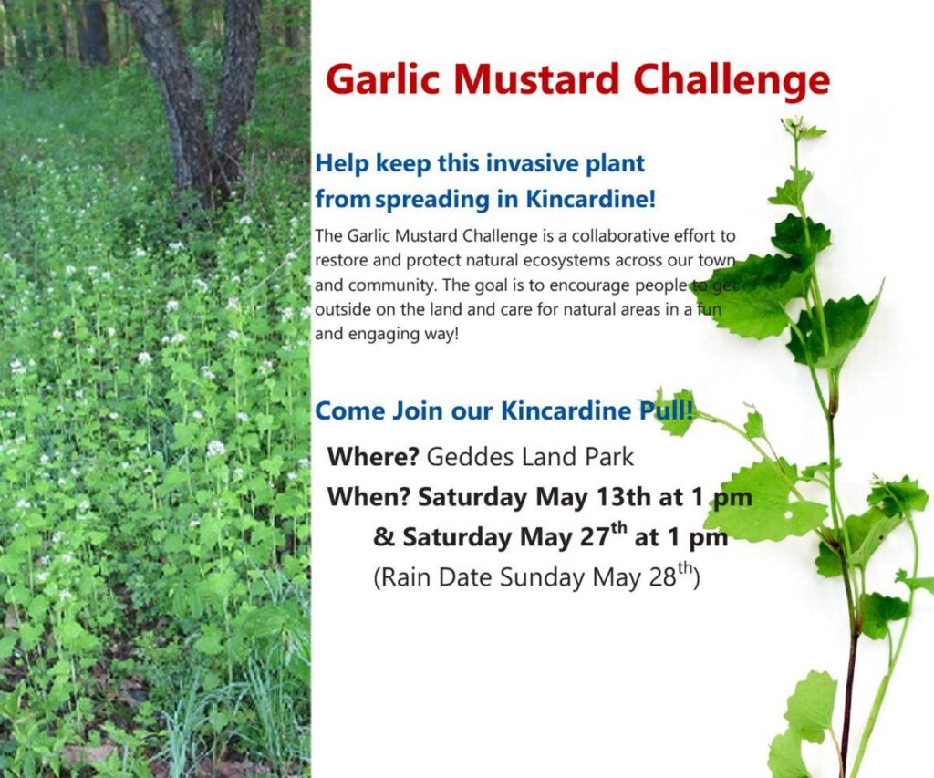 Kincardine set for Garlic Mustard Challenge on May 13th & 27th at 1pm