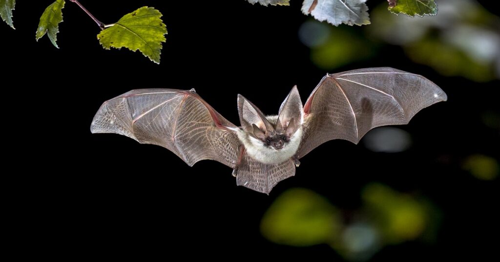 Bat Tests Positive for Rabies in Grey-Bruce