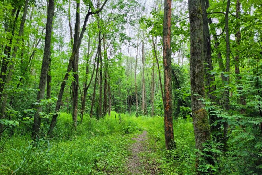 Saugeen Conservation removing 7,300 Ash Trees at Stoney Island Conservation Area due to Emerald Borer Infestation