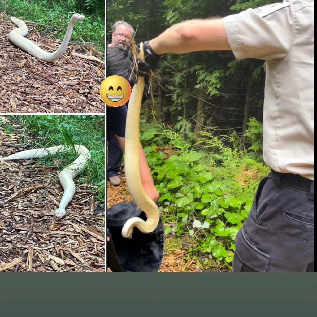 Hikers on Biener Trail encounter large Ball Python Snake Thursday