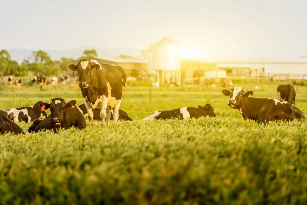 Belgrave Farmer Fined for Operating Milk Plant without License