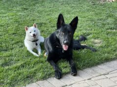 Keep Your Pets in Mind When Emergency Planning