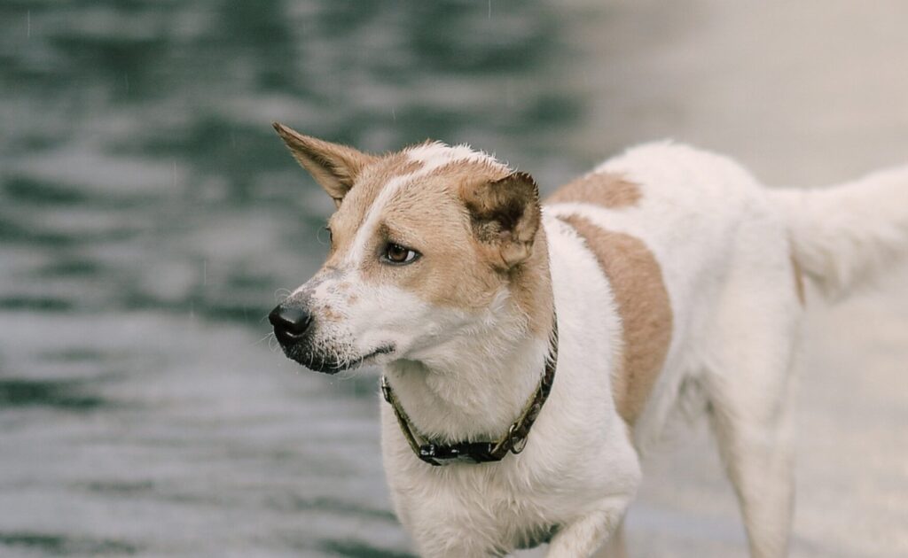 Keeping Pets in Mind During Emergencies