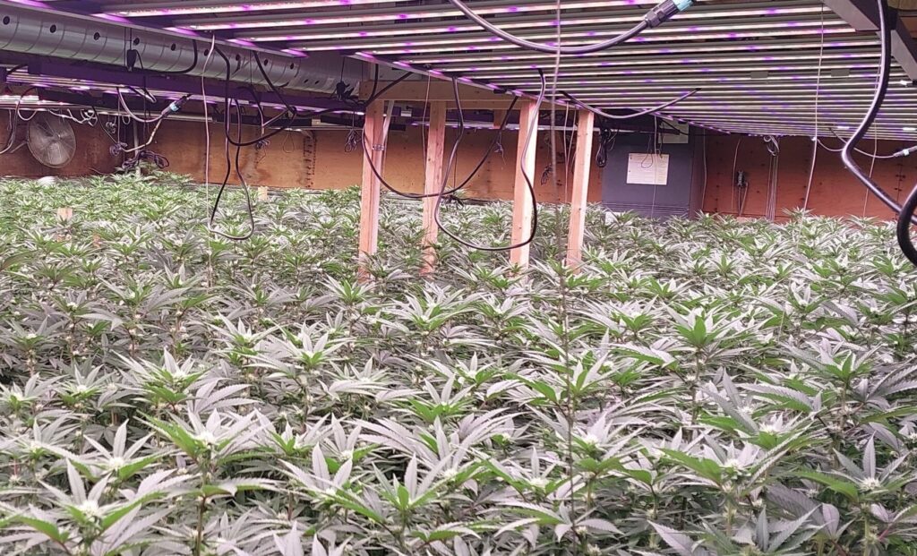 Over  Million in Drugs Seized in Central Huron