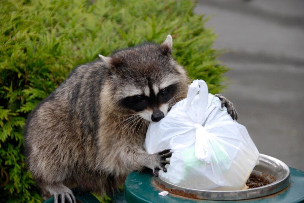 Town of Hanover Taking Steps to Curb Rodents