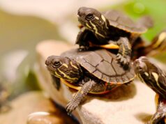 ABCA Turtle Release Marks 11 Years