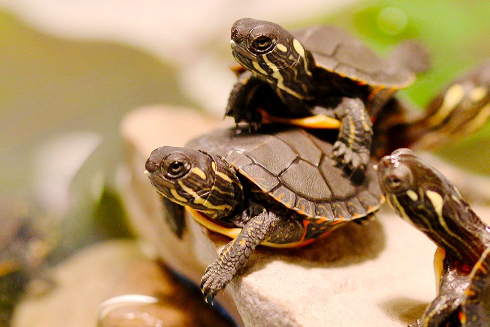 ABCA Launching Adopt a Turtle Campaign
