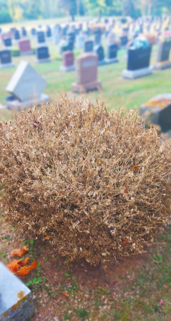Boxwood Shrub Kincardine