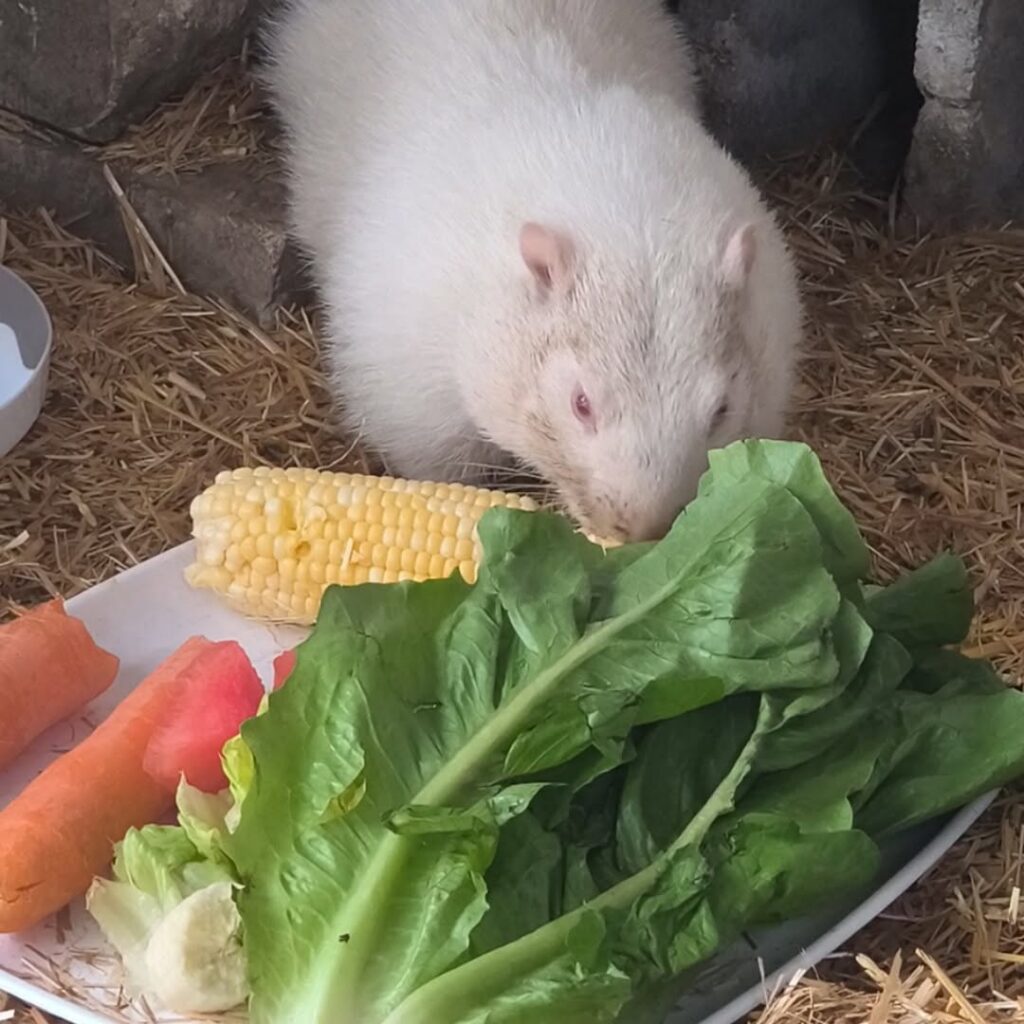 New Wiarton Willie Unveiled New Wiarton Willie Unveiled