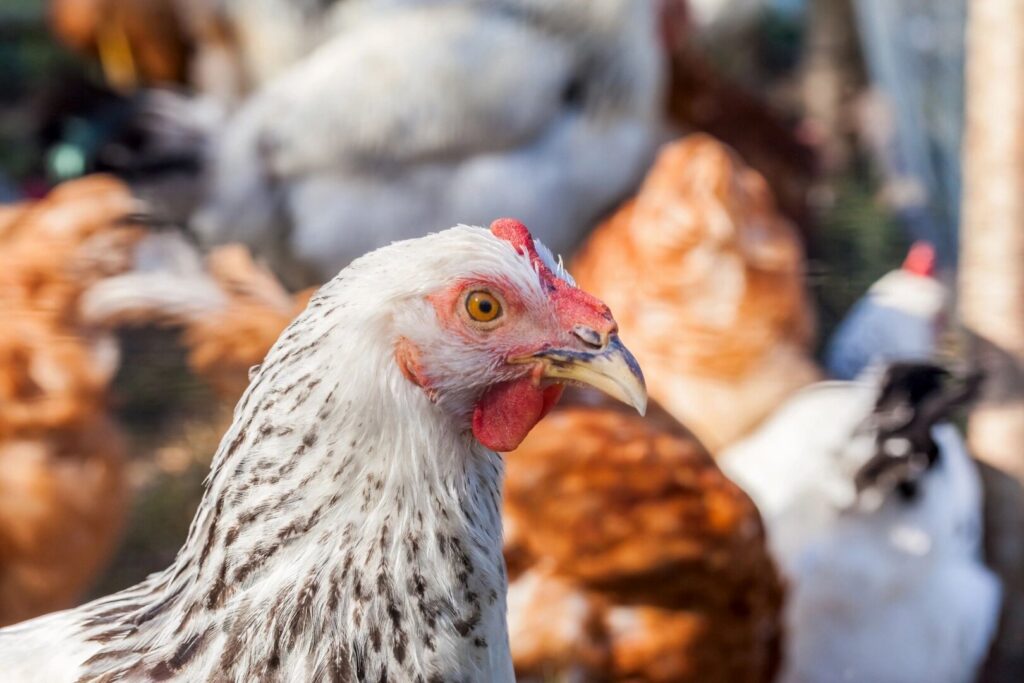 Backyard Hens Permitted in Goderich
