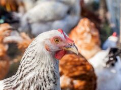 Backyard Hens Permitted in Goderich